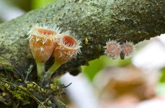 Microstoma floccosum