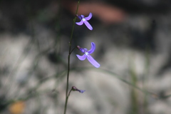 Lobelia dentata