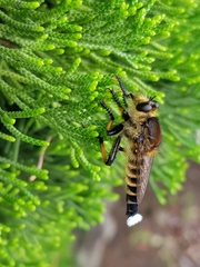 Promachus yesonicus