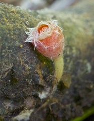 Microstoma floccosum