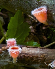 Microstoma floccosum