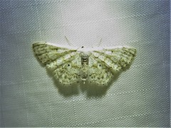 Idaea tacturata