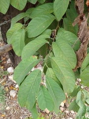 Annona macroprophyllata