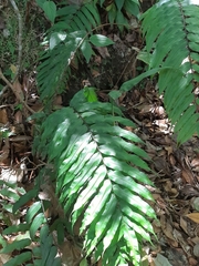 Blechnum orientale