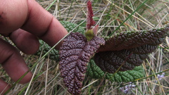 Rubus acanthophyllos