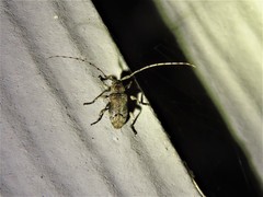 Sternidius mimeticus