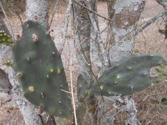 Opuntia elata