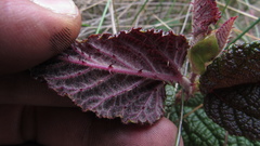 Rubus acanthophyllos