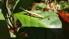 Neorthacris