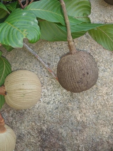 Genus Lacunaria · iNaturalist