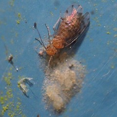 Ectopsocus meridionalis