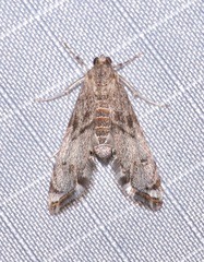 Petrophila schaefferalis