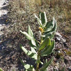 Asclepias notha