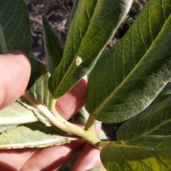 Asclepias notha