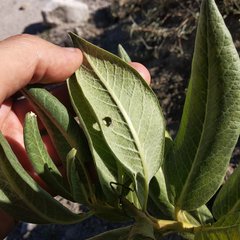 Asclepias notha
