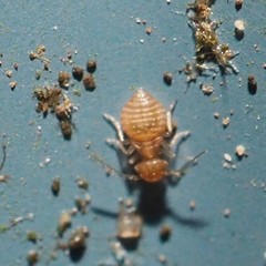 Ectopsocus meridionalis