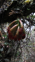 Macleania