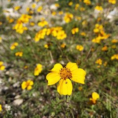 Bidens anthemoides