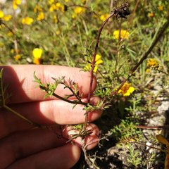 Bidens anthemoides