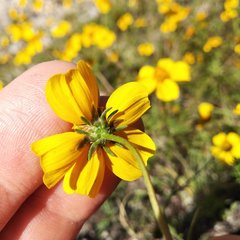 Bidens anthemoides