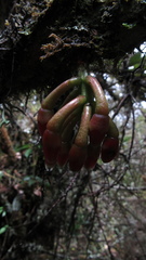 Macleania