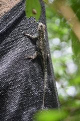 Tropidurus spinulosus