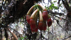 Macleania