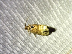 Ecdytolopha mana