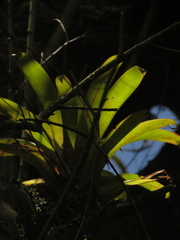 Tillandsia denudata