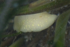 Cadlina modesta
