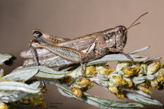Melanoplus bowditchi canus