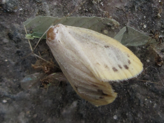 Miltochrista calamina