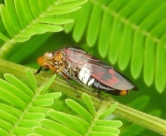 Homalodisca ichthyocephala