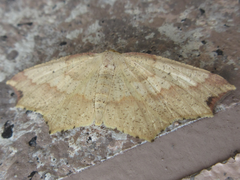 Pareclipsis gracilis