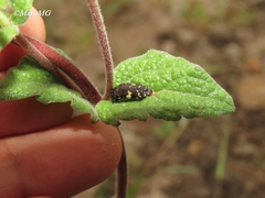 Acmaeodera flavopicta