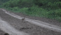 Nothoprocta cinerascens