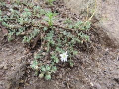 Drymaria arenarioides