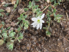 Drymaria arenarioides