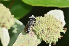 Megachile exilis