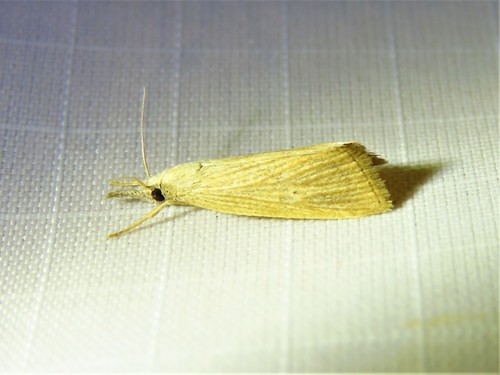 Black-dot Diatraea photo 2