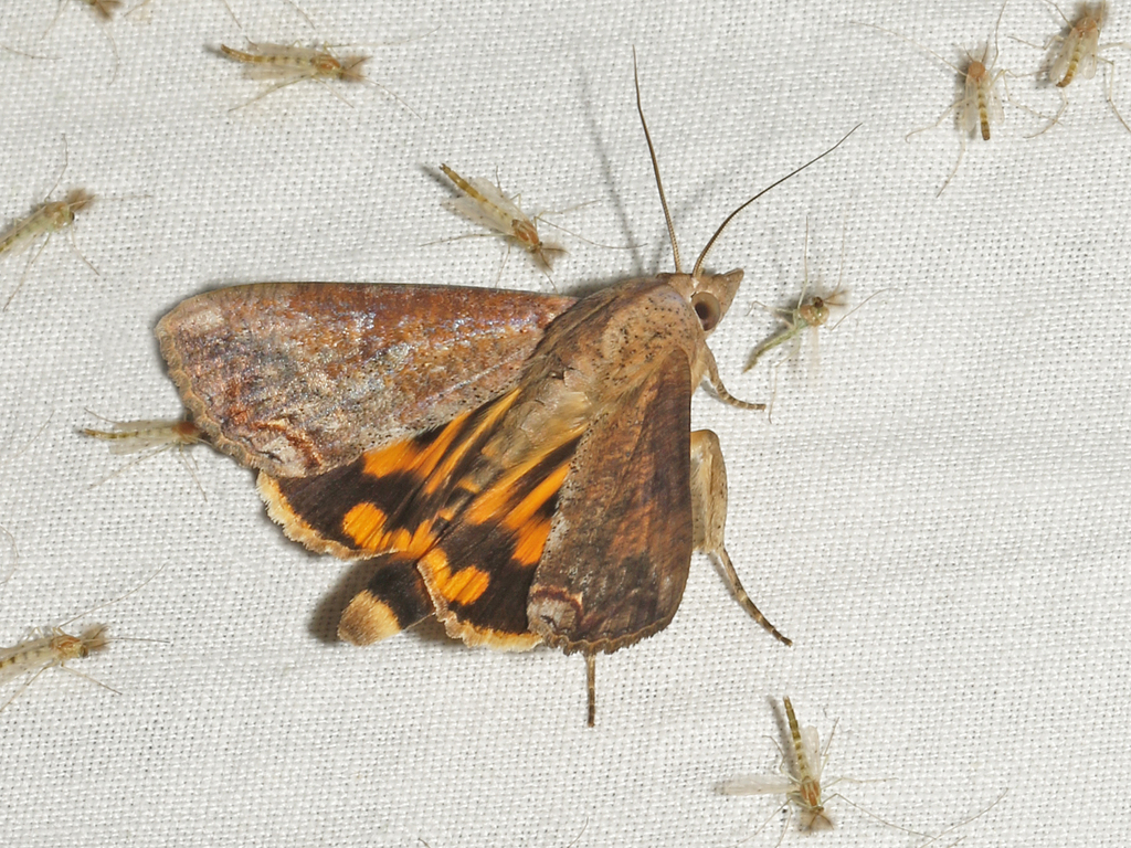 Hypocalinae