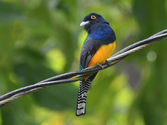 Trogon violaceus