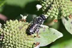 Megachile exilis