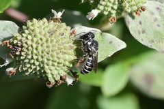 Megachile exilis
