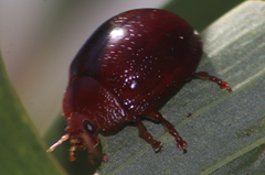 Dicranosterna picea