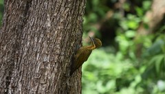 Piculus chrysochloros