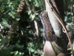 Acronicta hastulifera