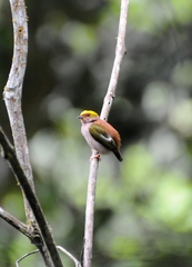 Machaeropterus pyrocephalus