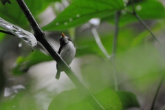 Poecilotriccus capitalis