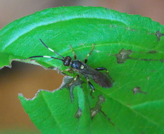 Ichneumon ultimus